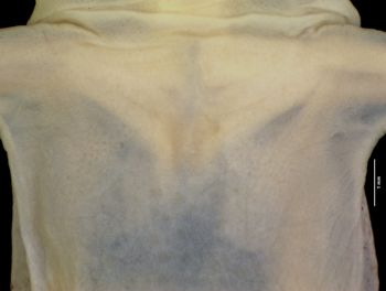 Media type: image;   Herpetology A-111570 Aspect: pectoral